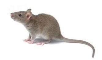 老鼠吃瓜最新事件爆料,揭秘瓜农与鼠患的奇妙对决 第1张 老鼠吃瓜最新事件爆料,揭秘瓜农与鼠患的奇妙对决 第1张